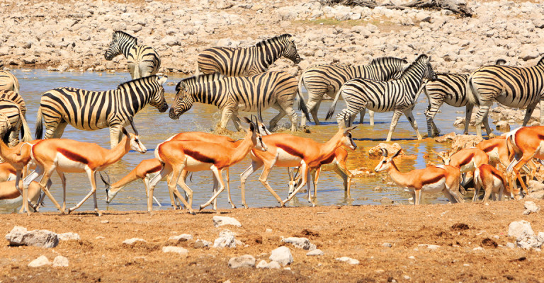 4* Etosha Village Fly-In Package (4 Nights)