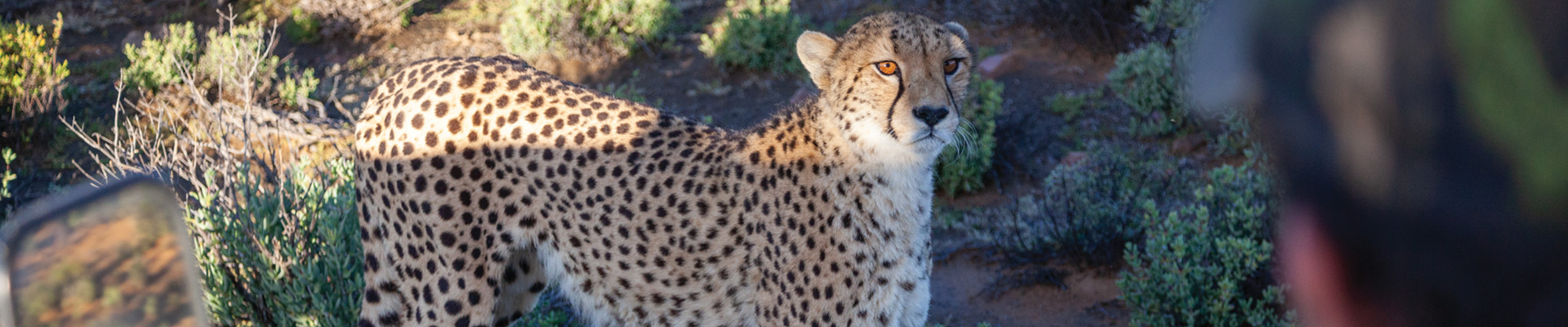 4* Inverdoorn Private Game Reserve - Ceres Package (2 Nights)