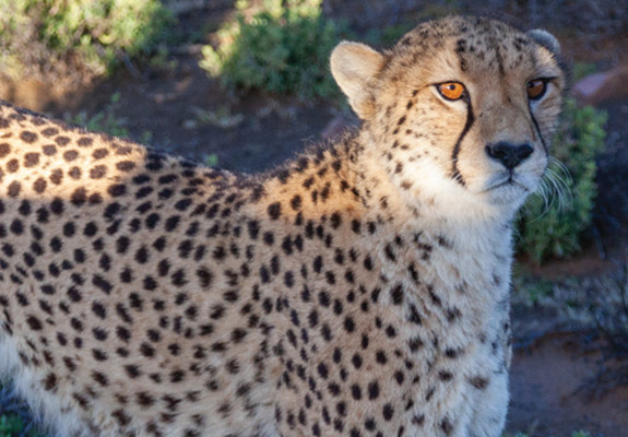 4* Inverdoorn Private Game Reserve - Ceres Package (2 Nights)