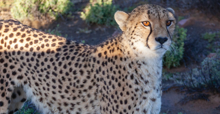 4* Inverdoorn Private Game Reserve - Ceres Package (2 Nights)