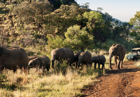 4* Kwa Maritane Bush Lodge - Pilanesberg National Park Family Package (2 Nights)