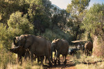 Kwa Maritane Bush Lodge UDMS Thumbnails 1 600x300