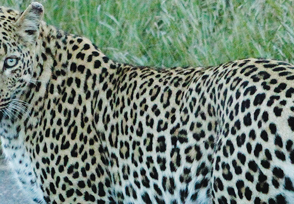 4* Skukuza Safari Lodge - Kruger National Park Package (2 Nights)