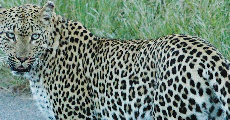 4* Skukuza Safari Lodge - Kruger National Park Package (2 Nights)