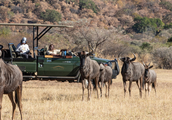 5* Safari Plains - Waterberg Package (2 Nights)