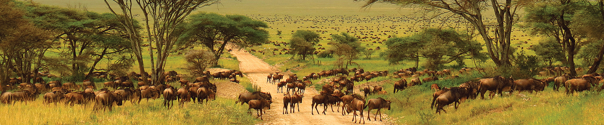 6 Days Northern Safari Circuit - Tanzania Package (5 Nights)