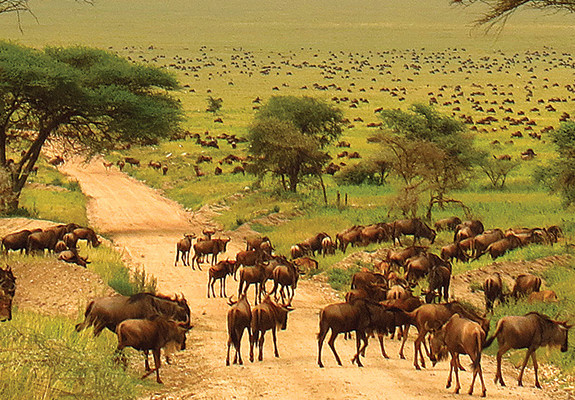 6 Days Northern Safari Circuit - Tanzania Package (5 Nights)