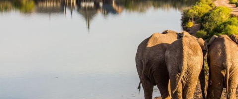 4* Buffelsdrift Game Lodge - Oudtshoorn Package (2 Nights)