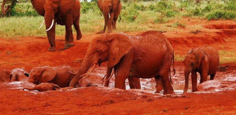 2 Nights Tsavo East Explorer - LAND ONLY Mombasa Safari
