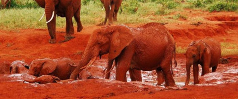 2 Nights Tsavo East Explorer - LAND ONLY Mombasa Safari