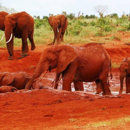 2 Nights Tsavo East Explorer - LAND ONLY Mombasa Safari