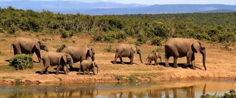 Malindi Beach & Tsavo Bush - Kenya Combo (7 Nights)