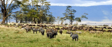 6 Days Northern Safari Circuit - Tanzania Package (5 Nights)