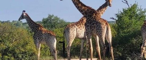 Kruger Shalati & Untamed Tshokwane - Kruger National Park Package (4 Nights)