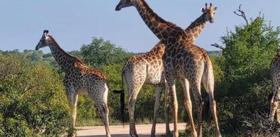 Kruger Shalati & Untamed Tshokwane - Kruger National Park Package (4 Nights)