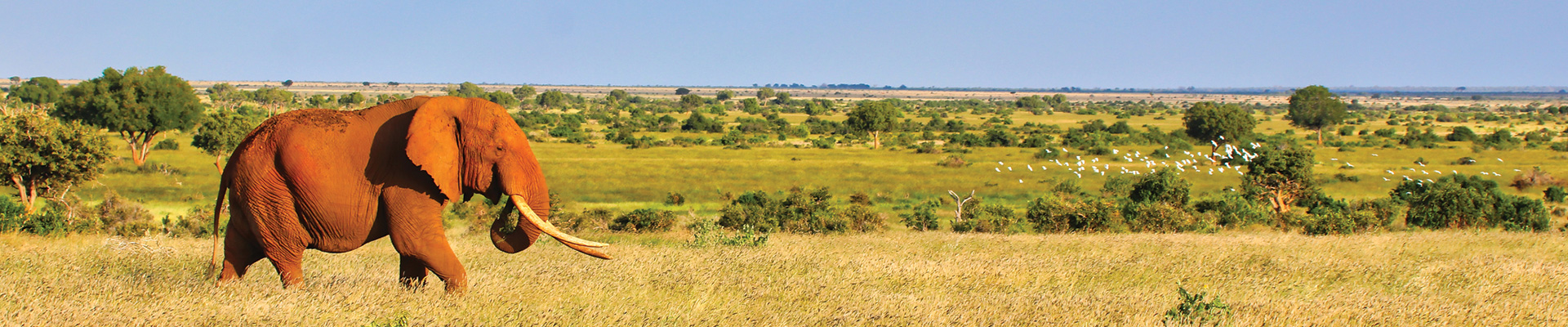 Mombasa Beach & Tsavo Bush - Kenya Combo (7 Nights)