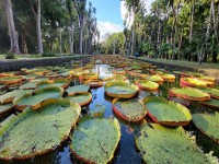Sir Seewoosagur Ramgoolam Botanic Garden banner Stock 1419786777