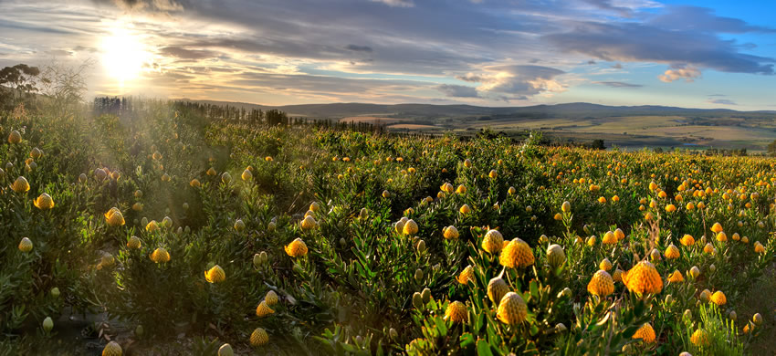 Stanford Hills