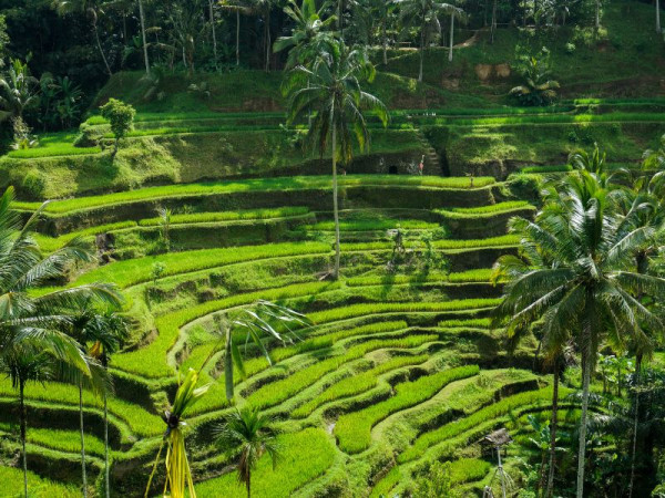 Ubud - Bali