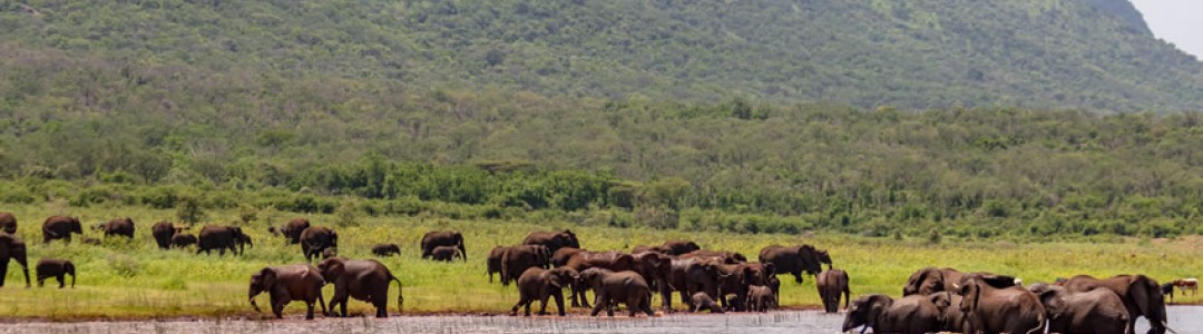 AfriCamps at White Elephant - Pongola Game Reserve Package (2 Nights)