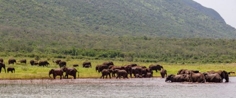 AfriCamps at White Elephant - Pongola Game Reserve Package (2 Nights)
