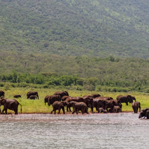 AfriCamps at White Elephant - Pongola Game Reserve Package (2 Nights)
