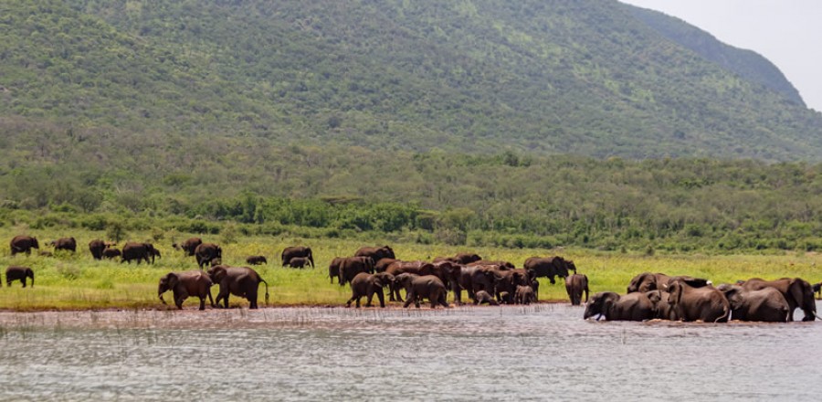 AfriCamps at White Elephant - Pongola Game Reserve Package (2 Nights)