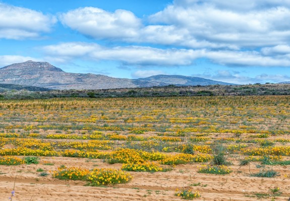 Namaqualand & Clanwilliam Escape (5 Days/4 Nights)