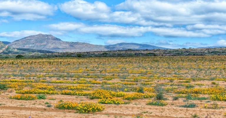 Namaqualand & Clanwilliam Escape (5 Days/4 Nights)