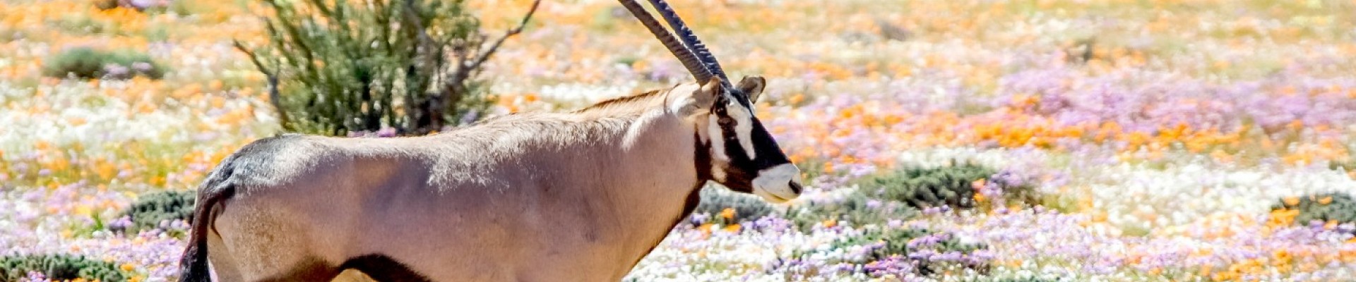 West Coast & Namaqualand Self-Drive Package (7 Days/6 Nights)