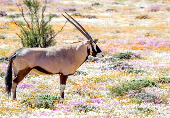 West Coast & Namaqualand Self-Drive Package (7 Days/6 Nights)