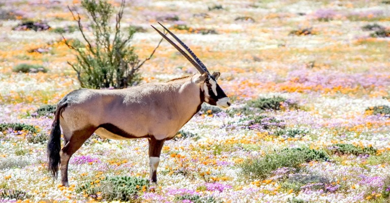 West Coast & Namaqualand Self-Drive Package (7 Days/6 Nights)