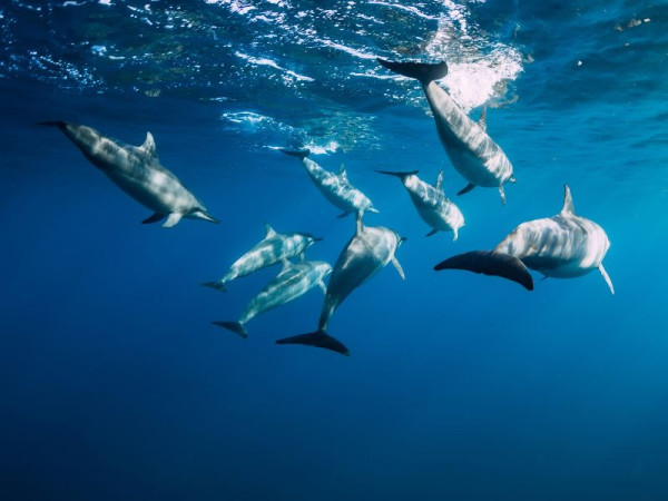 Dolphins in Mauritius