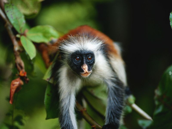 A monkey in Zanzibar