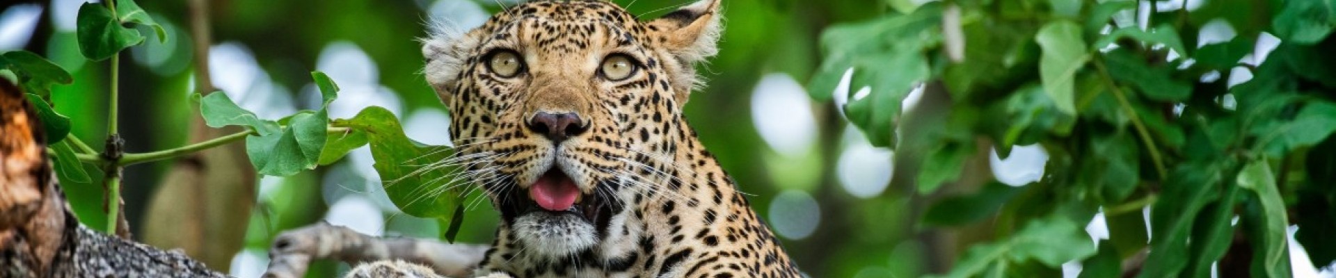 5* Xigera Safari Lodge - Okavango Delta Package (2 Nights)