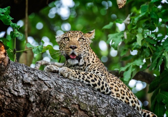 5* Xigera Safari Lodge - Okavango Delta Package (2 Nights)