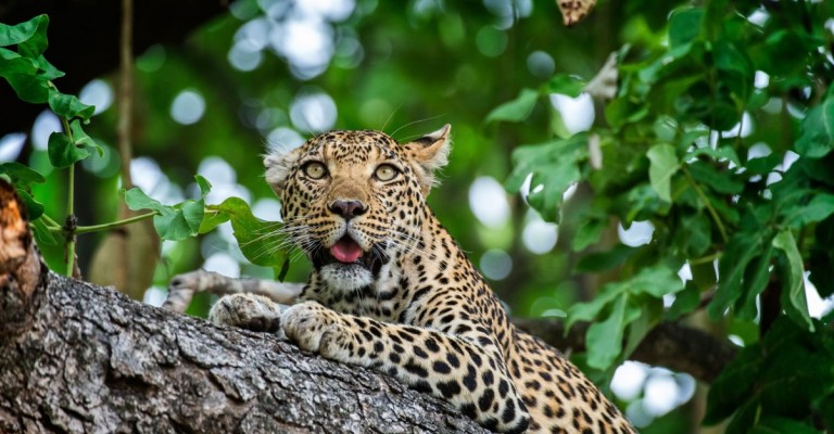 5* Xigera Safari Lodge - Okavango Delta Package (2 Nights)