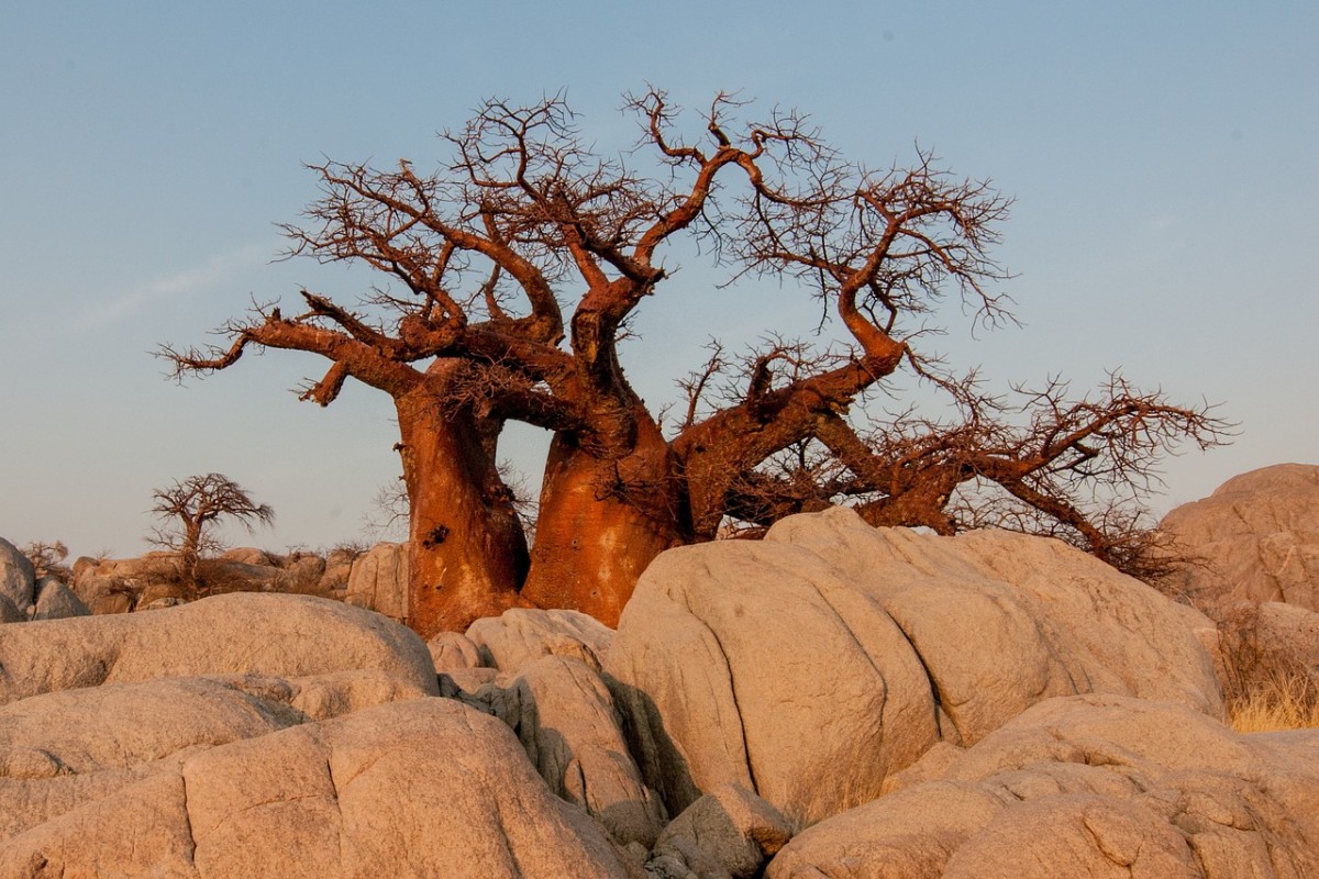 Baobab tree in Botswana