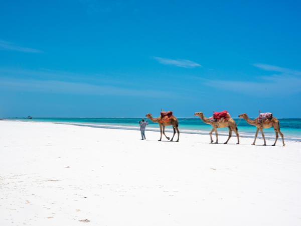 camels walking on diani beach