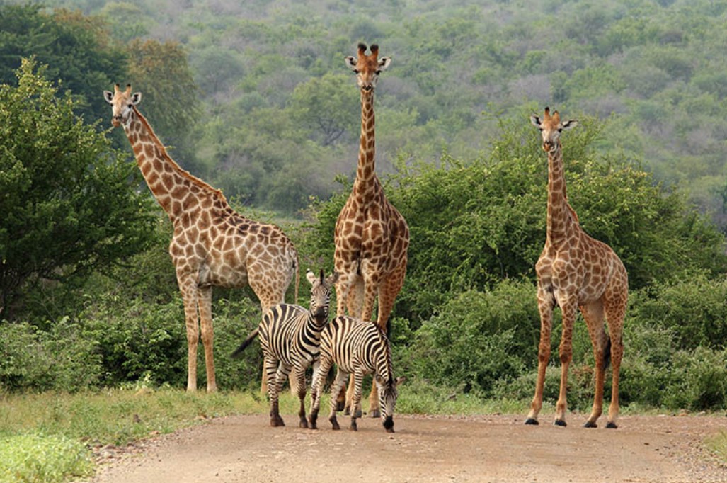 Giraffe and zebra at Kruger National Park