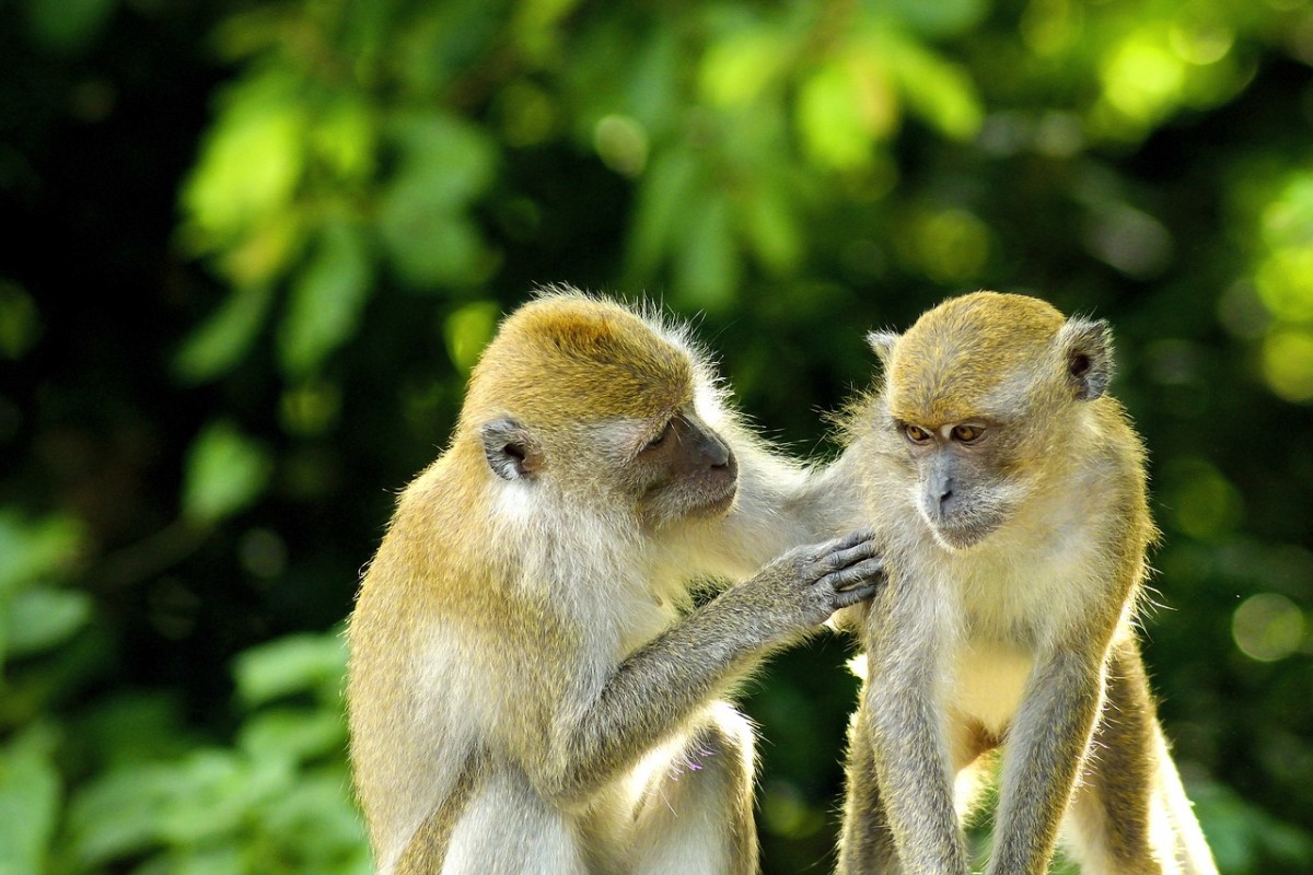 Monkeys in Bali