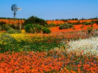 multicolored spring flowers landscape with metal windmill iStock 612481822 1