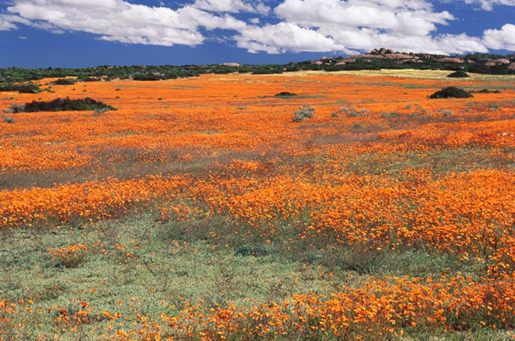 Namaqualand orange flowers
