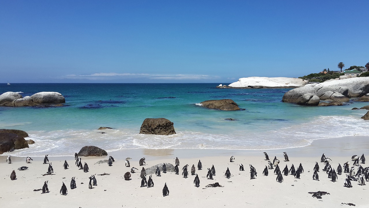 Penguins on Boulders Beach - Cape Town
