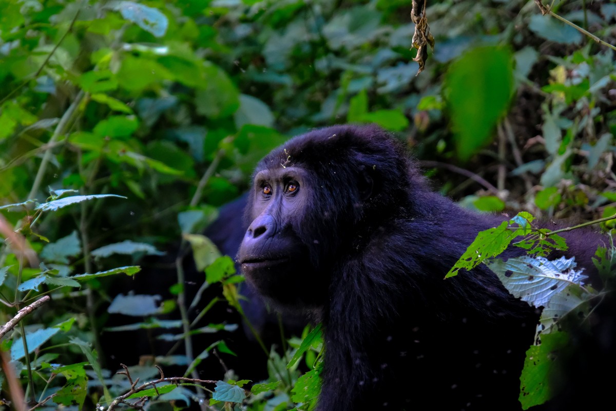 Gorilla in Rwanda