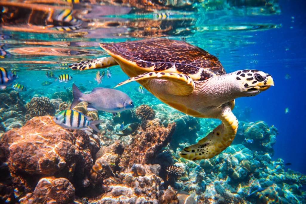 Turtle on a coral reef under water